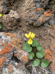 Viola caucasica