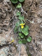 Viola caucasica