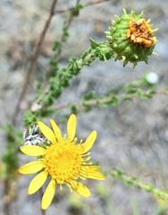 Grindelia inuloides