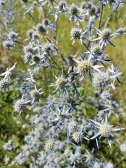 Eryngium