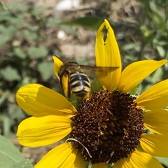 Svastra obliqua expurgata