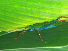 Jimenezia elegans