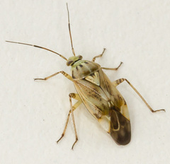Lygus gemellatus