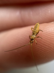 Pogonognathellus elongatus