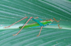 Jimenezia elegans