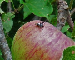 Rhagoletis pomonella