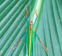 Jimenezia elegans