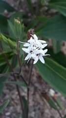 Stevia satureiifolia