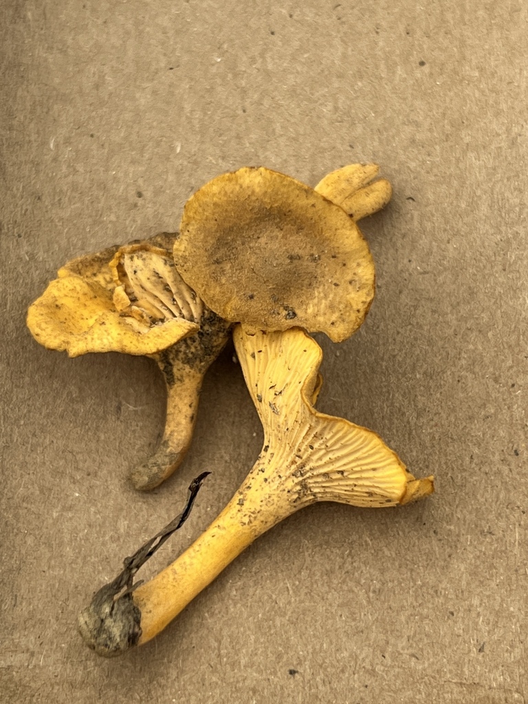 Cantharellus appalachiensis from Deer Run Ln, Nashville, IN, US on ...