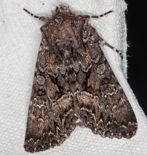 Dark Brocade