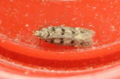 Bryotropha domestica