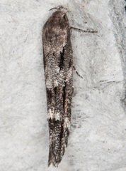 Mompha sturnipennella