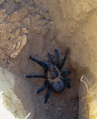 Cyriopagopus lividus