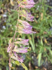 Hedysarum occidentale