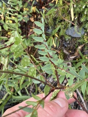 Hedysarum occidentale