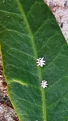 Ceroplastes sinensis