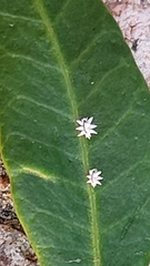 Ceroplastes sinensis