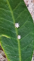 Ceroplastes sinensis