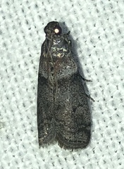 Acrobasis caryae