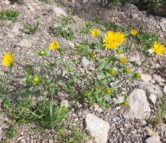 Grindelia scabra