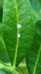 Ceroplastes sinensis