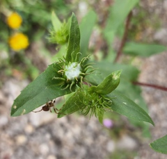 Grindelia scabra