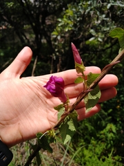 Ipomoea decasperma