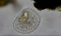 Actinosphaerium eichhornii