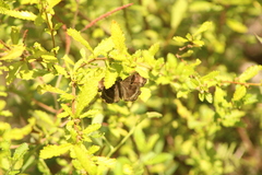 Antigonus funebris