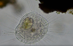 Actinosphaerium eichhornii