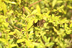 Antigonus funebris
