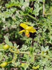 Parkinsonia texana macra