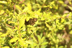 Antigonus funebris