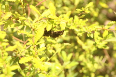Antigonus funebris
