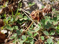 Trifolium pallescens