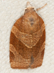 Pandemis cinnamomeana