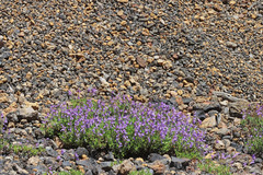 Penstemon fruticosus fruticosus