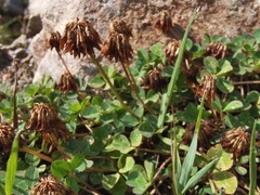 Trifolium pallescens