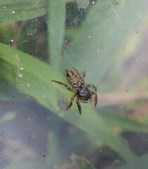 Habronattus brunneus