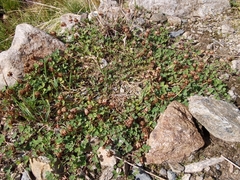 Trifolium pallescens