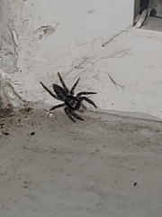 Platycryptus