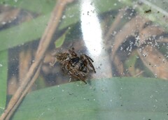 Habronattus brunneus