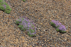Penstemon fruticosus fruticosus