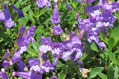 Penstemon fruticosus fruticosus