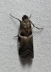 Quasisalebria atratella