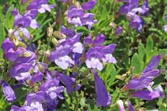 Penstemon fruticosus fruticosus