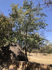 Pseudolachnostylis maprouneifolia