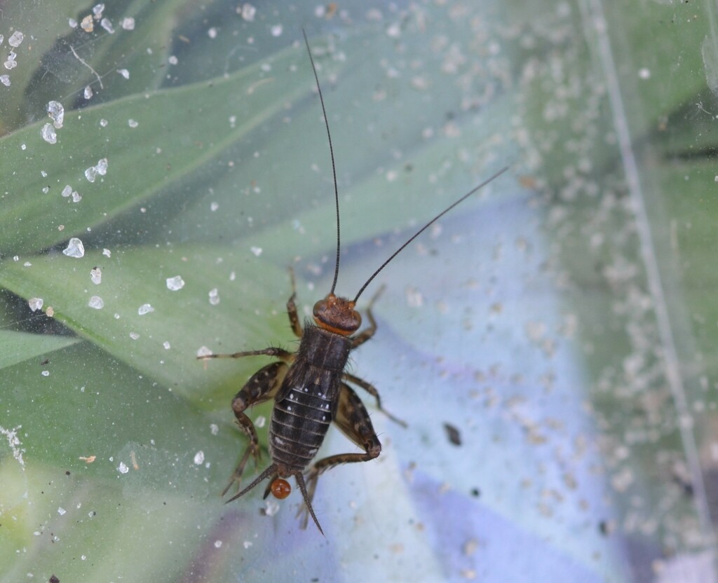 Small Ground Crickets from Parkland, FL, USA on August 08, 2022 at 0100 PM by Josiah Londeree