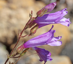 Penstemon fruticosus fruticosus