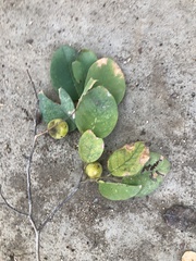 Pseudolachnostylis maprouneifolia